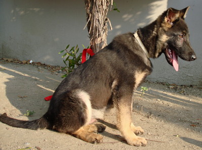 rex von lux sitting